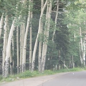 Meet your Posher, Tara